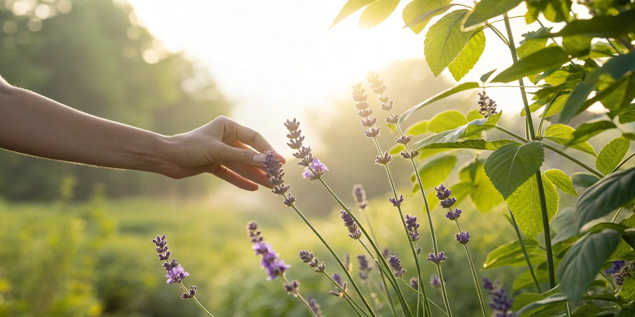 PEA and ALA Supplement Benefits for Nerve Relief
