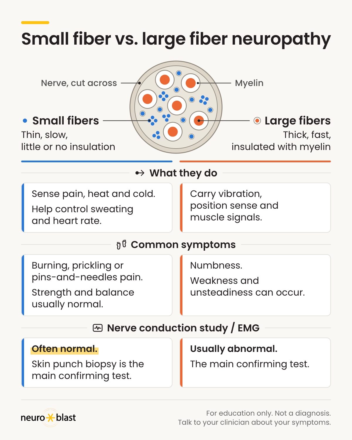 Small fiber neuropathy vs. large fiber neuropathy: a nerve cross-section shows thin small fibers and thick large fibers insulated with myelin. Nerve conduction/EMG is usually abnormal in large fiber but often normal in small fiber neuropathy, where a skin punch biopsy is the main confirming test.